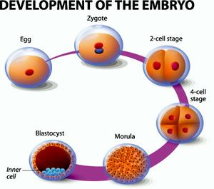 IVF centre goa