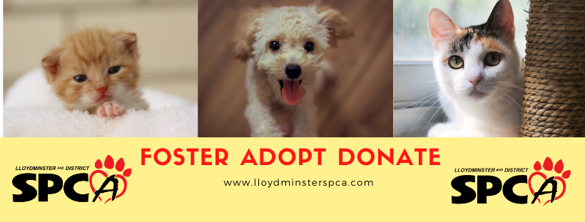 Lloydminster And District Spca In Lloydminster Saskatchewan