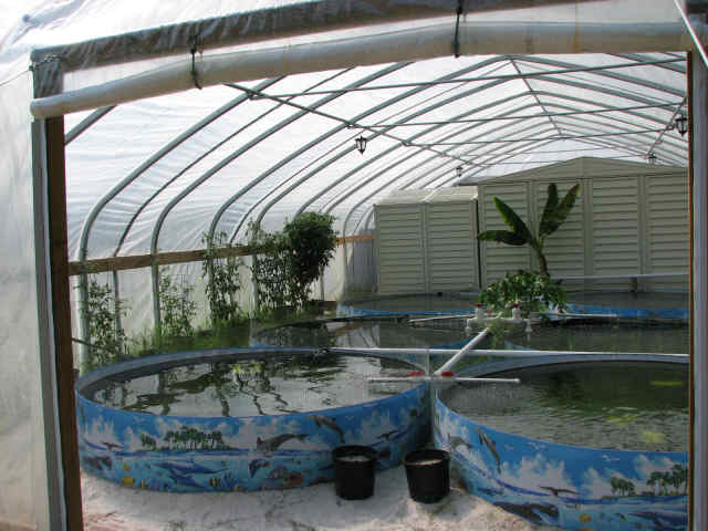 The Real Tilapiafarmingathome Com The Original That Started It All