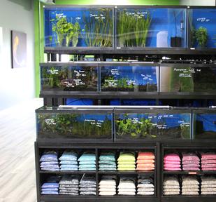 Aquarium store outlet