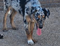 Australian shepherd puppy for sale