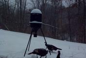 Kentucky turkey hunts