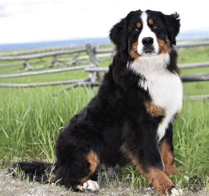 Bernese mountain dog