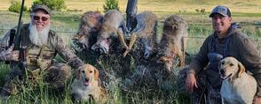 Coyote Hunting with Dogs