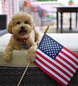 poochon puppy from Rolling Meadows Puppies for sale