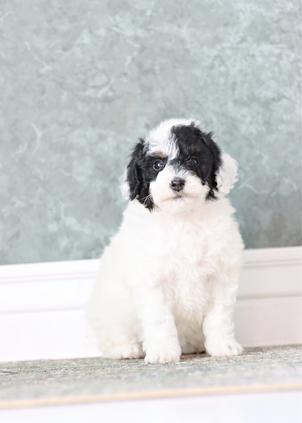 microbernedoodle
