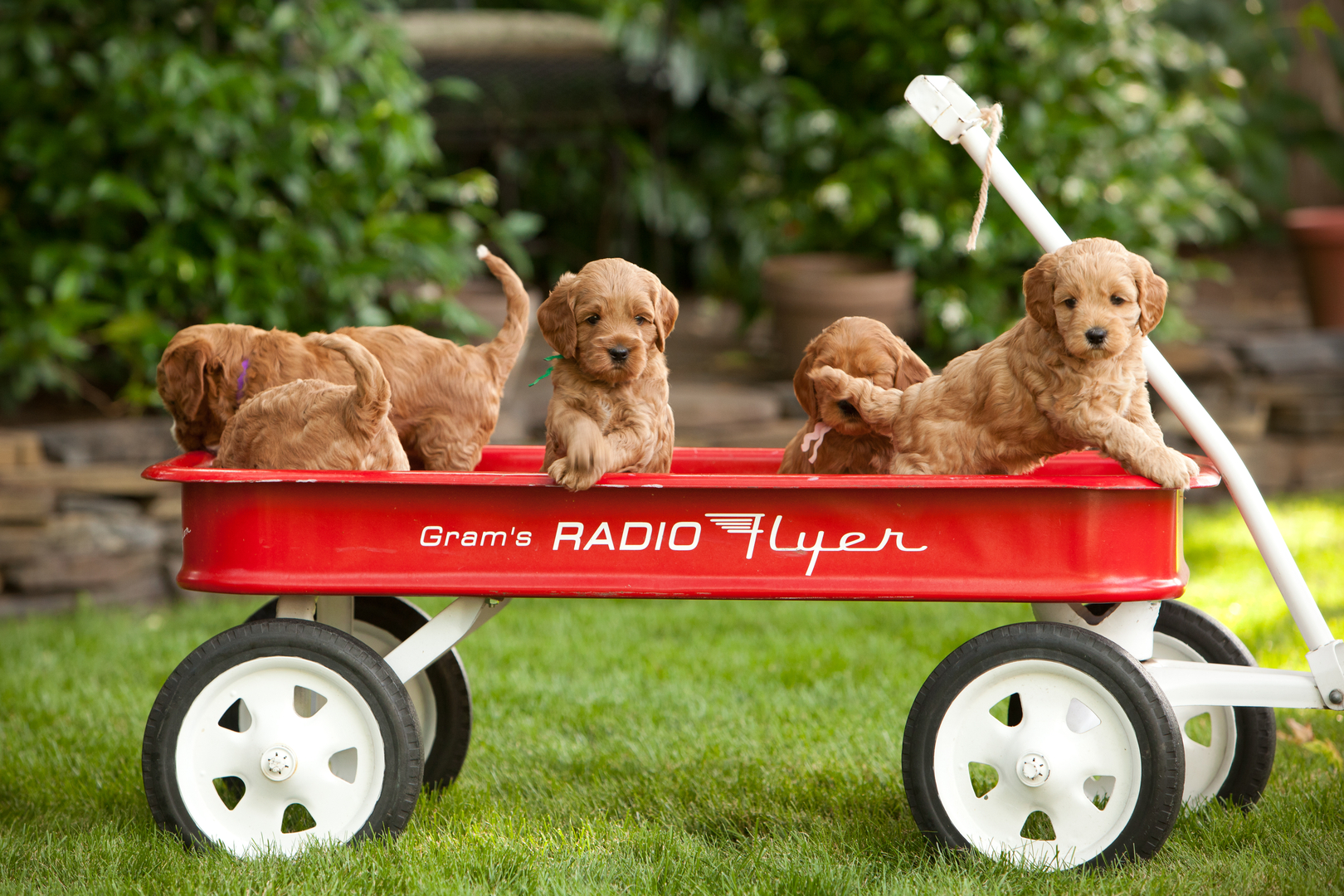 Cherry Lane Labradoodles Australian Labradoodle Puppies Labradoodle Puppies For Sale Australian Labradoodle Puppies For Sale