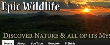 http://www.epicadamwildlife.com/
