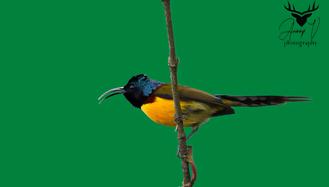 Pangolakha Wildlife Sanctuary Birdwatching