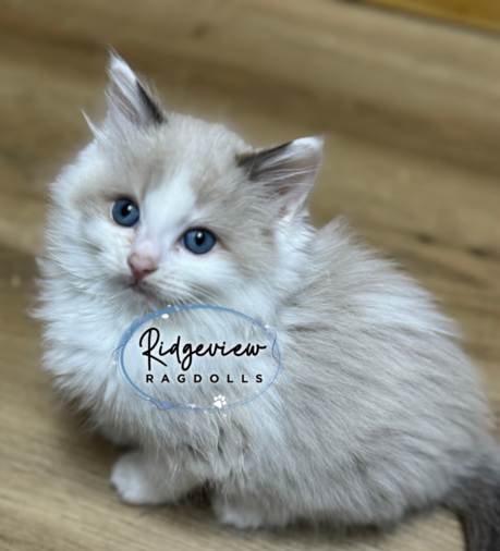 Ragdoll Kittens for sale