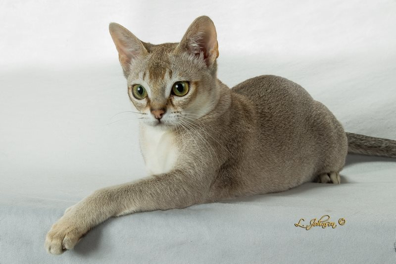 Густая короткая шерсть. Сингапурская кошка. Сингапурская кошка (Сингапура). Сингапурская кошка Абиссинская. Манчкин абиссинский.