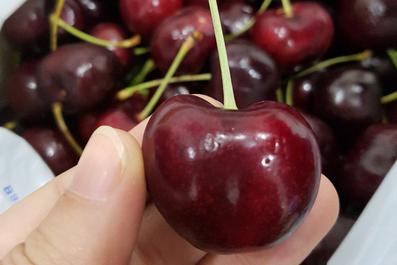 Chỗ nào bán quả Cherry