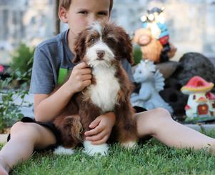 Trained Older Bernedoodle