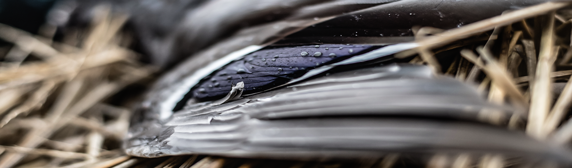 Dirty Rice Outfitters