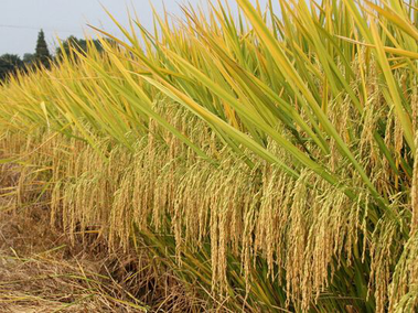 Agriculture in Nigeria
