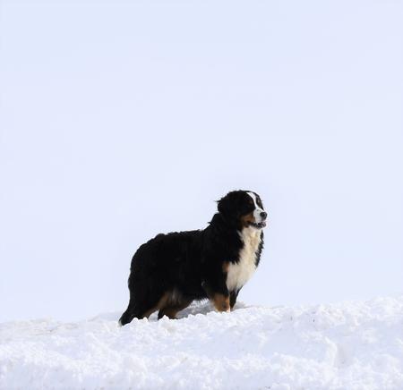 Bernedoodle puppy mom