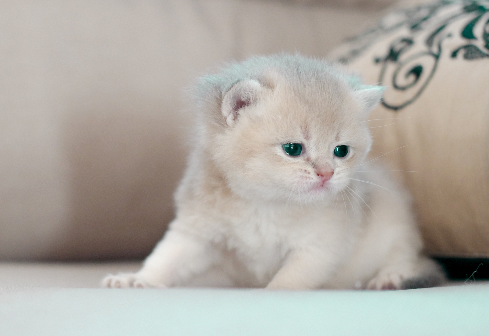 British Shorthair Longhair Cats Kittens