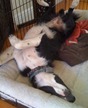 PAWSitively-Peaceful-Pooch-Dog-Video-Satori-crate