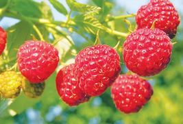 Hoa quả nhập khẩu, 10 loại hoa quả nhập khẩu đắt nhất Hà Nội, cung cấp hoa quả nhập khẩu từ Mỹ, Úc số lượng lớn tại Hà Nội