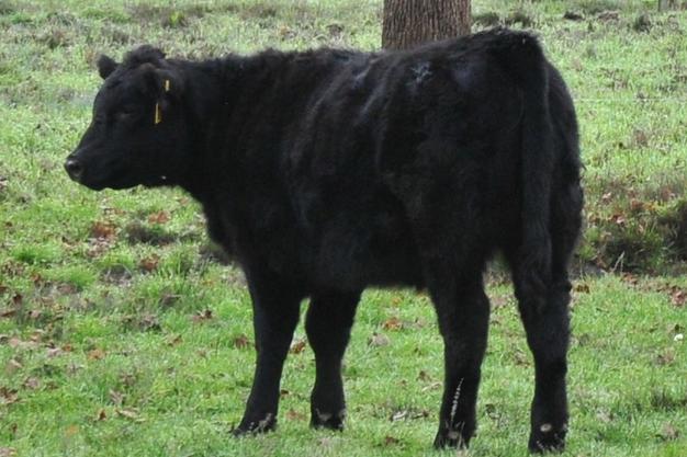 MG Cattle For Sale