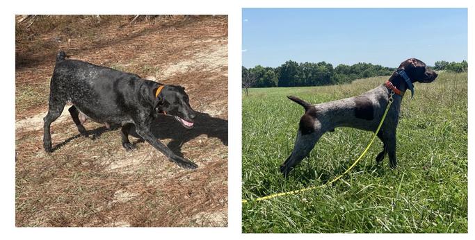 Akc german shorthaired pointer cheap puppies