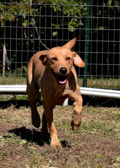 British lab store puppies for sale