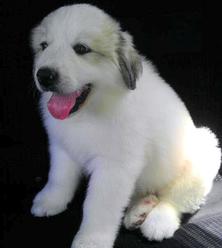 Great Pyrenees puppies ~ Wells' Providence AKC Registered Livestock Guardian Dogs and puppies