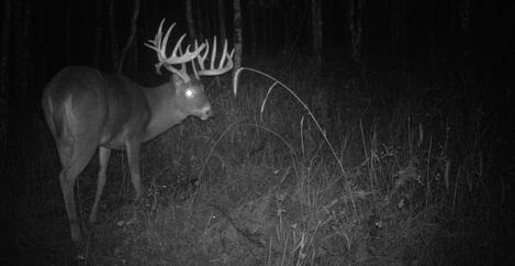 Oklahoma Deer Hunting