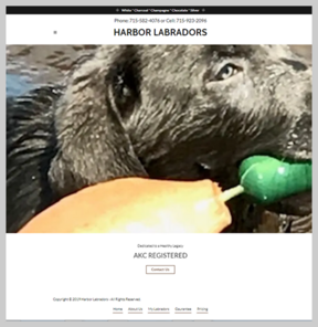 Harbor Labradors