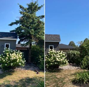 spruce tree removal