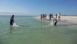 people on the beach using a seine net