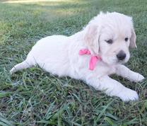 Golden Retriever Breeder Central Florida