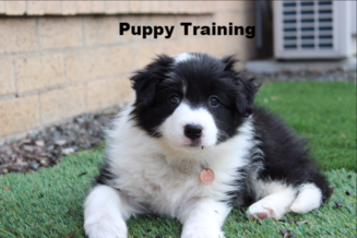 Puppy training, train your puppy, in-home puppy training, puppy