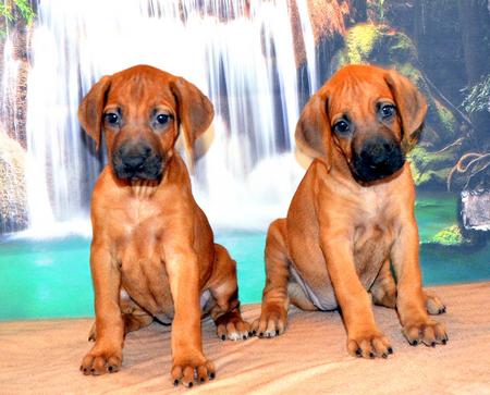 Ridgeless rhodesian ridgeback cheap puppies for sale