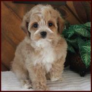 red maltipoo puppy
