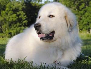 Great pyrenees mountain dog puppies hot sale for sale