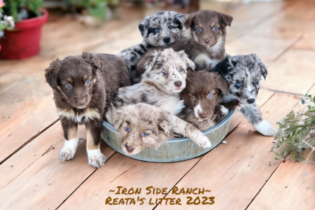 Australian shepherd puppies