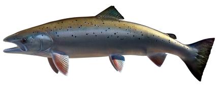 lake ontario atlantic salmon
