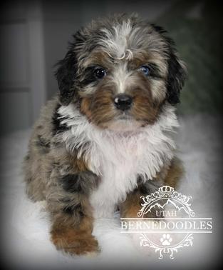 Merle Tricolor Mini Bernedoodle