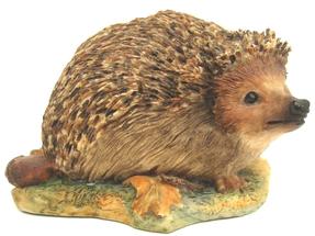 Hedgehogs