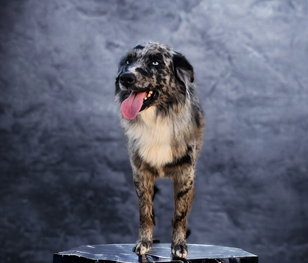 Blue merle