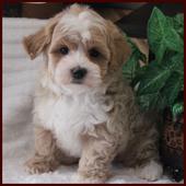 Maltipoo puppies for sale