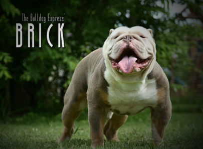 lilac tri olde english bulldogge stud