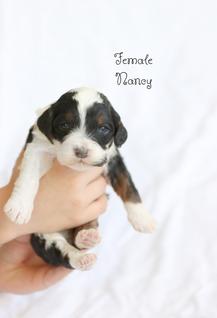 Trained dog for sale