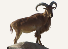 Hunting Aoudad Spain