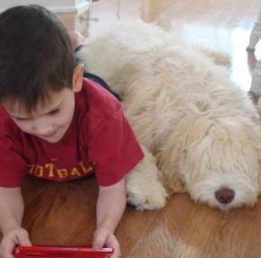 Australian Labradoodle Breeders Green Gables Labradoodles