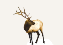 Hunting Elk Montana