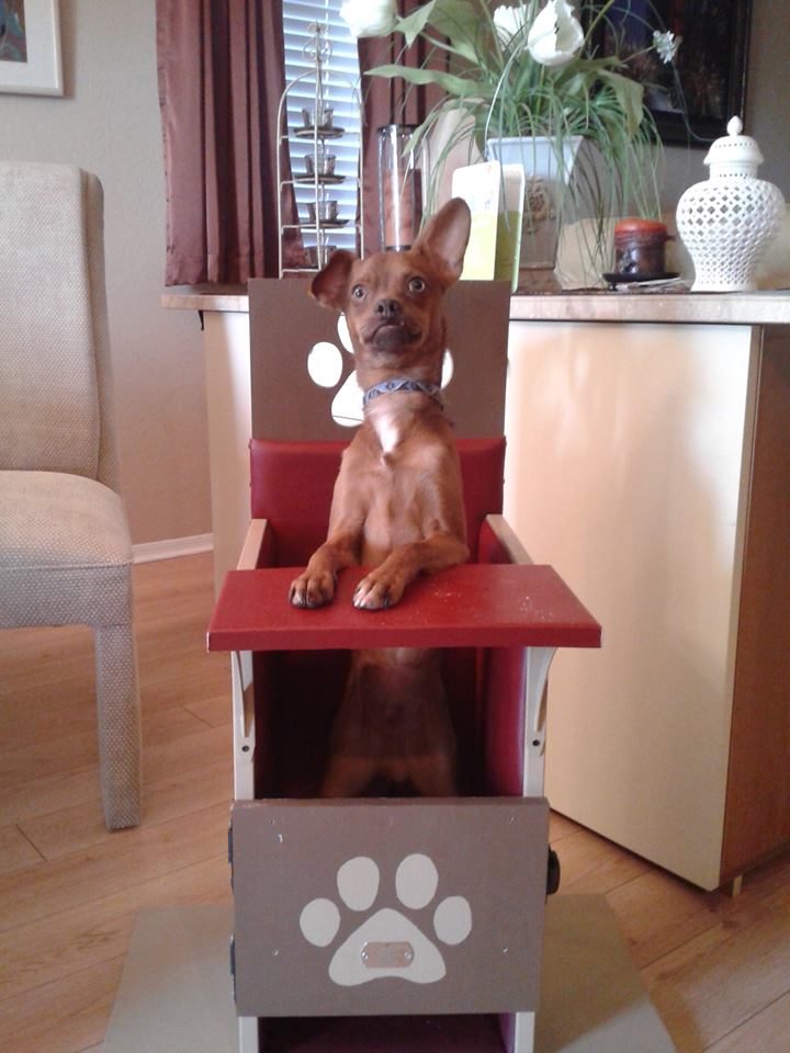 Bailey box for sales dogs