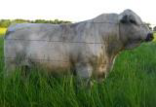 RLC Farms MN LLC British White Cattle