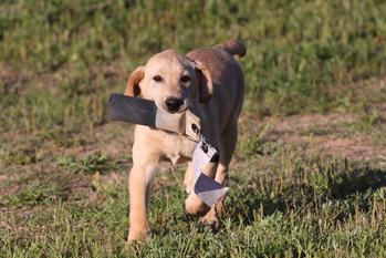 Texas Labrador Retriever Training, Gun Dog Training, Lab ...